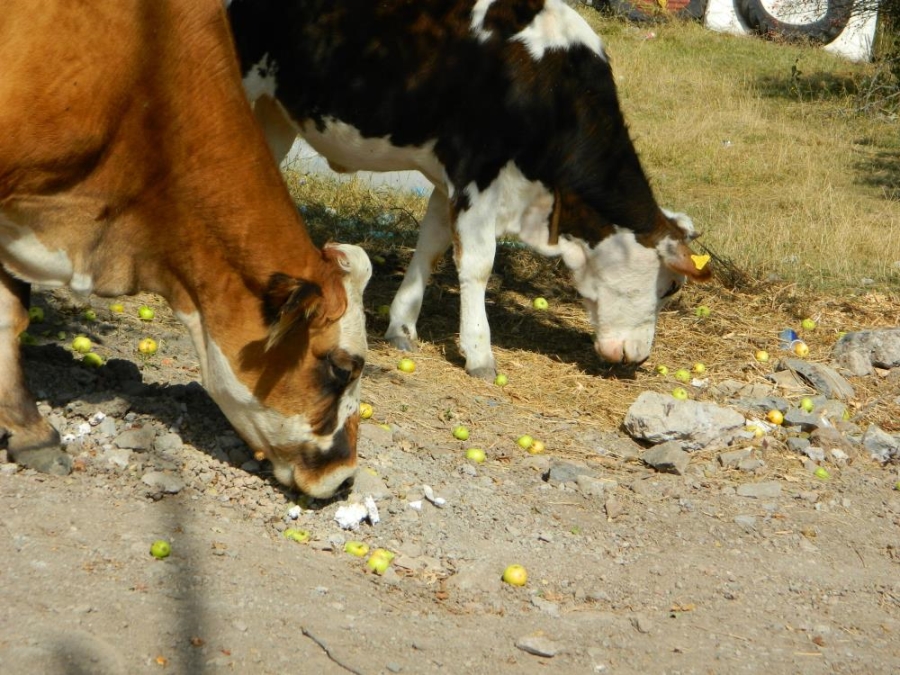 Posof’ta toplanmayan meyveler hayvanlara kaldı
