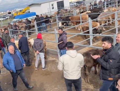 Hayvan Pazarı açıldı. Üreticilerin yüzü güldü