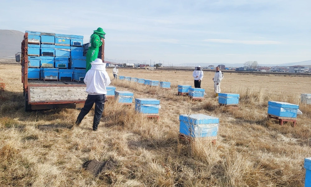 Ardahan’dan Şavşat’a Arı Kolonileri Nakledildi