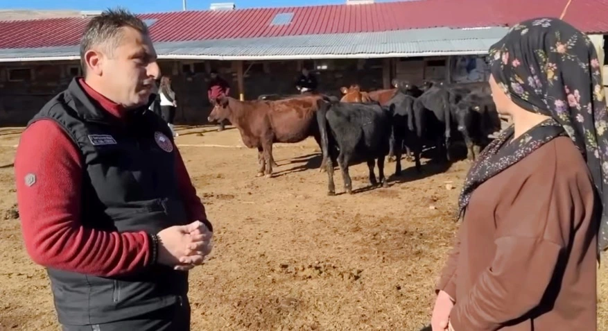 Çiftçilere Angus Irkı Hayvan Desteği Devam Ediyor 