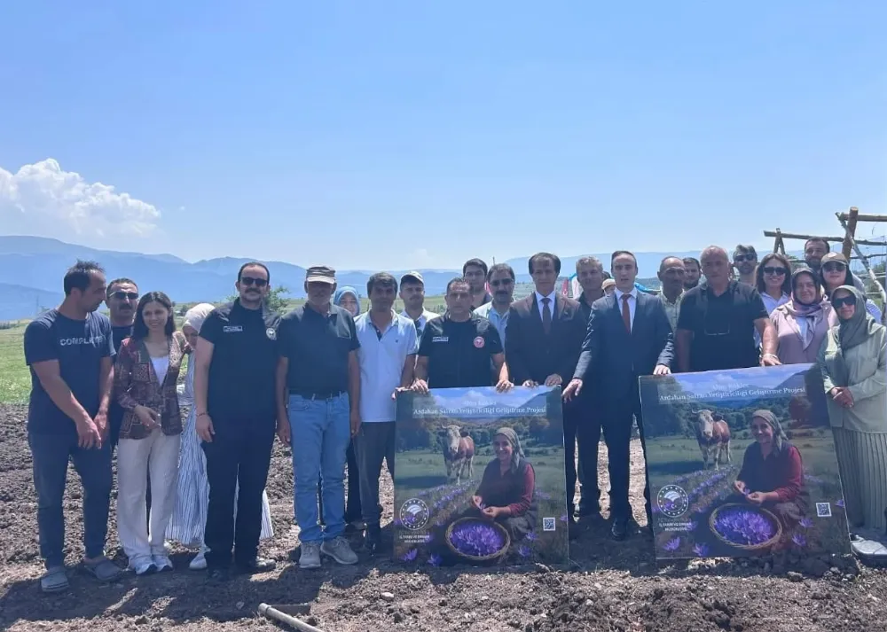 Posof’ta safran soğanları toprakla buluştu