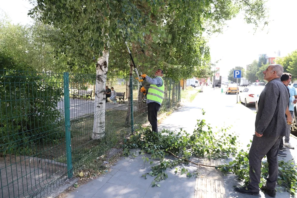 Ardahan Belediyesi’nden ağaç budama çalışması