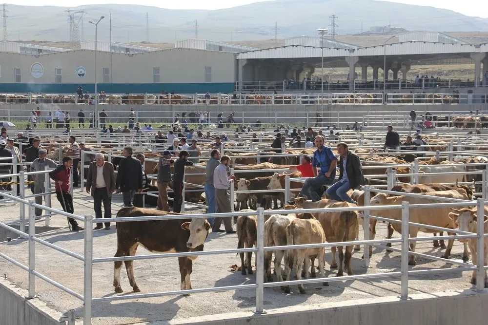 Hayvan Pazarı 15 Eylül’de yeniden açılıyor