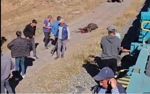 Ardahan’a beklenen Tren hayvan sürüsüne çarptı