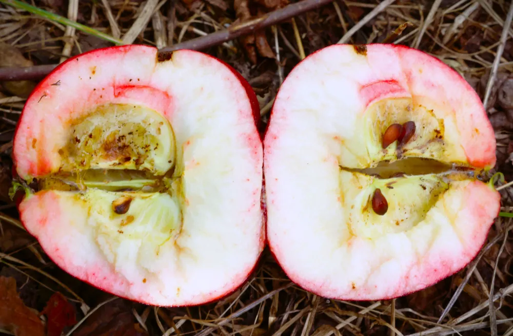 Coğrafi işaretli içi kırmızı elmada hasat zamanı